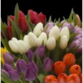 Tulips Assorted 7 Colour - 100 stems
